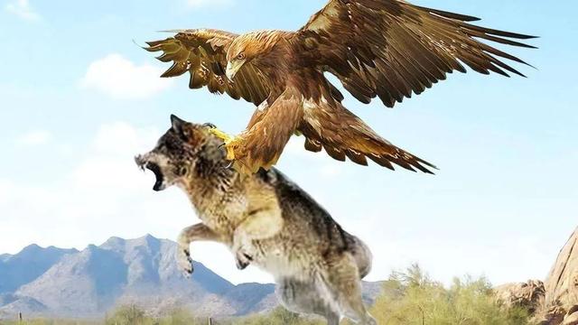 剑门雷霆队鏖战江畔金雕队,冲浪小组赛险胜,核心复出即建功。球迷期待下一战的简单介绍 剑门雷霆队鏖战江畔金雕队,冲浪小组赛险胜,核心复出即建功。球迷期待下一战的简单介绍